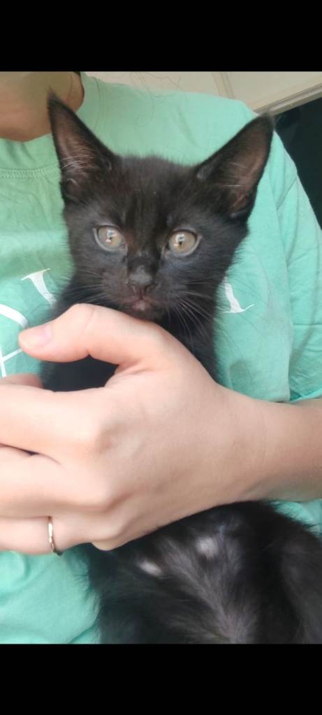 Male kitten for sale