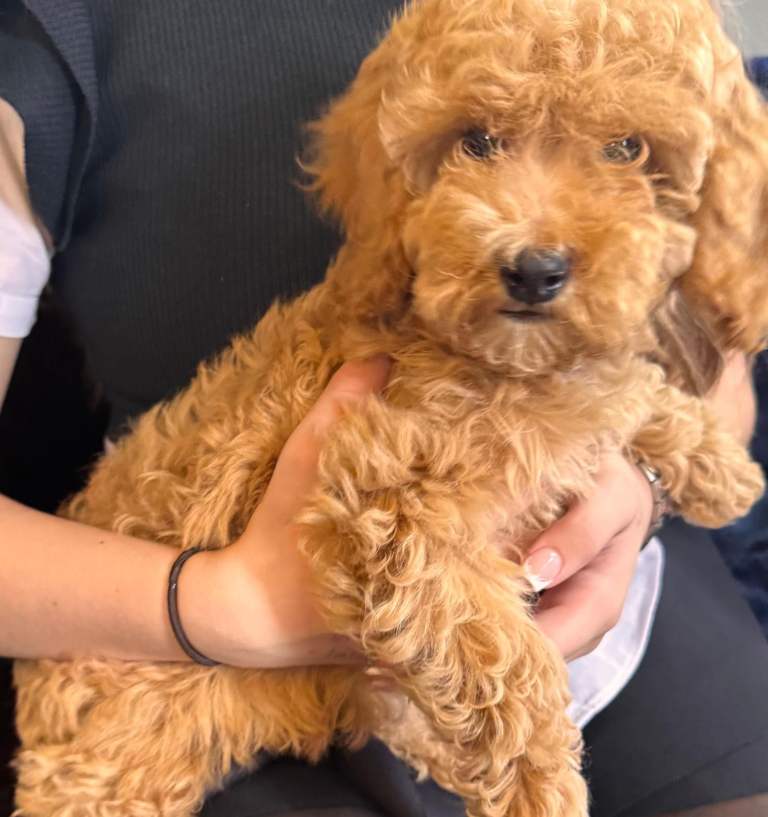 Stunning Ruby Cavapoo puppies