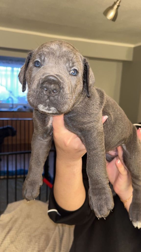 Pure Blue Cane Corso puppies for sale 