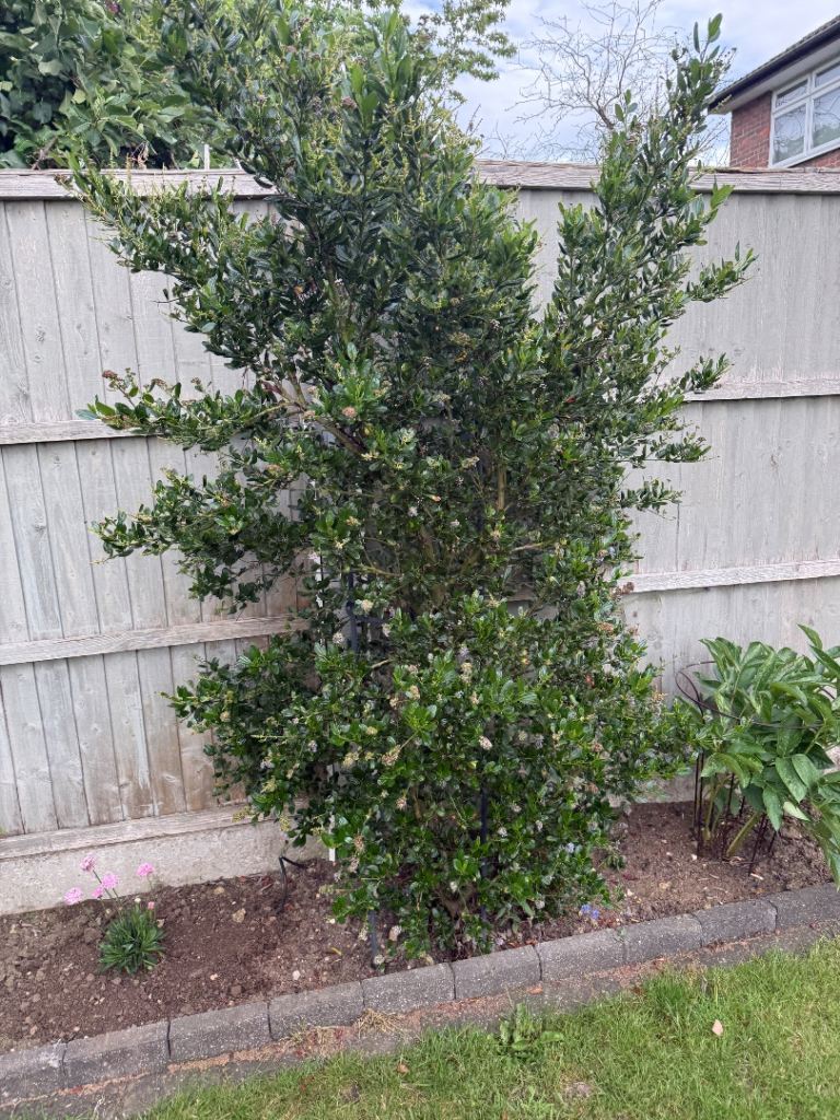 Large beautiful purple flower bush