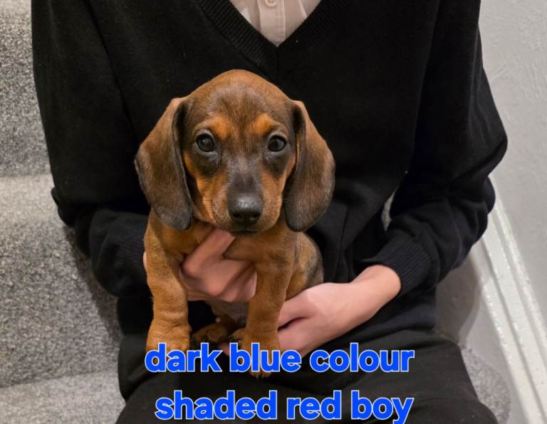 Beautiful KC registered dachshunds 