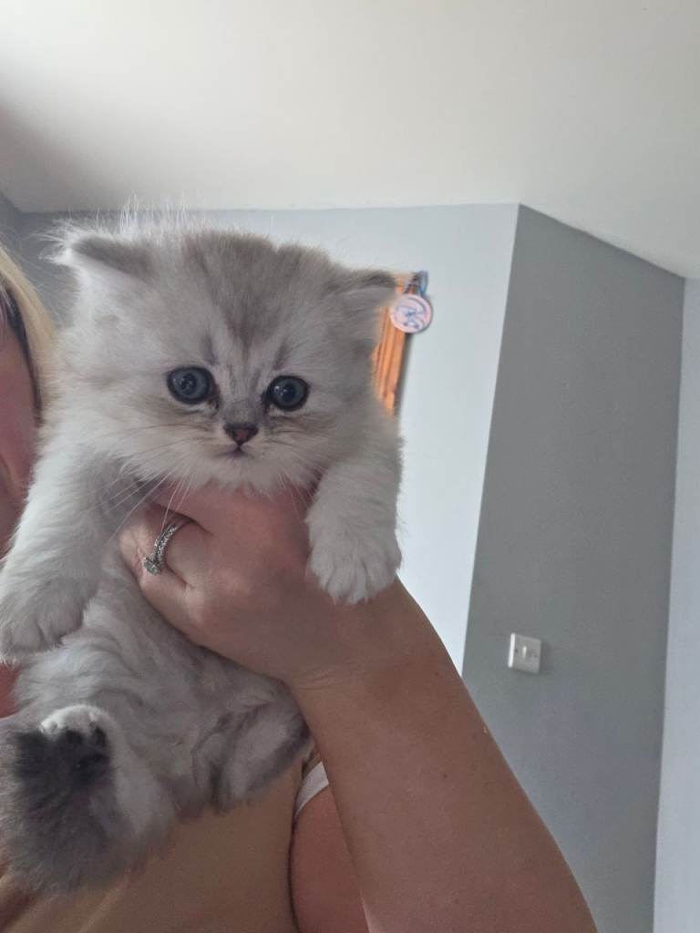 british short hair/long hair kittens 