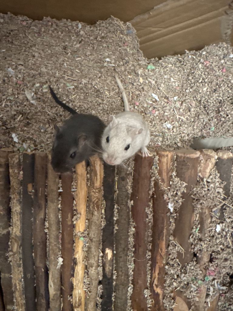 Two girl gerbils 