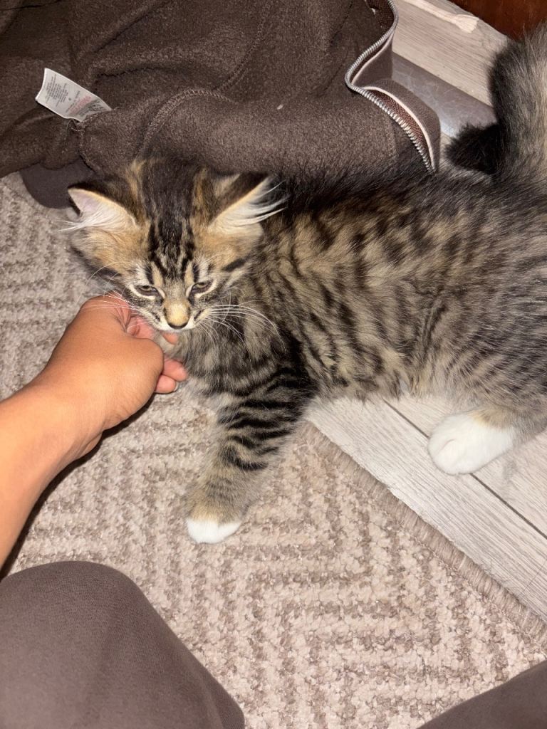 Boy Kitten for sale 
