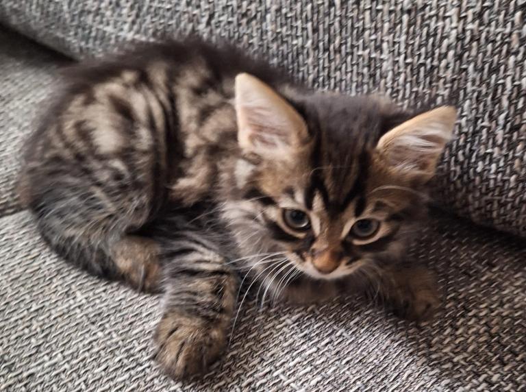 Beautiful kittens awaiting their new families😻