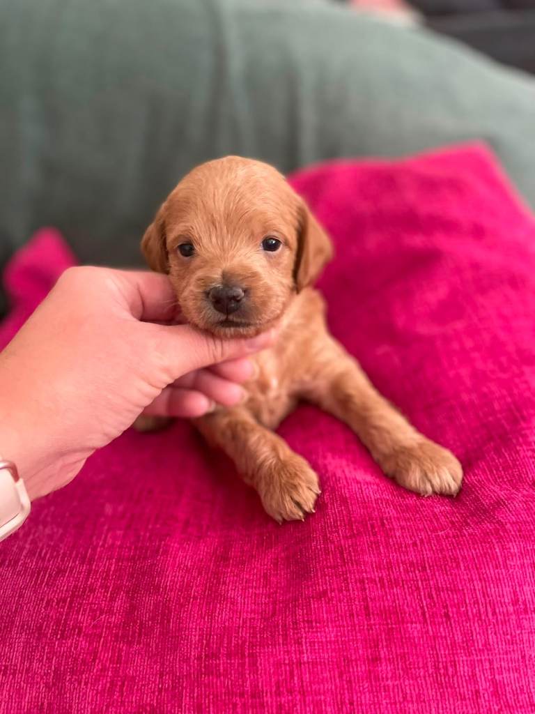🐾 7 Beautiful, Toy Poodle Cross Puppies – Loving Homes Wanted 💕