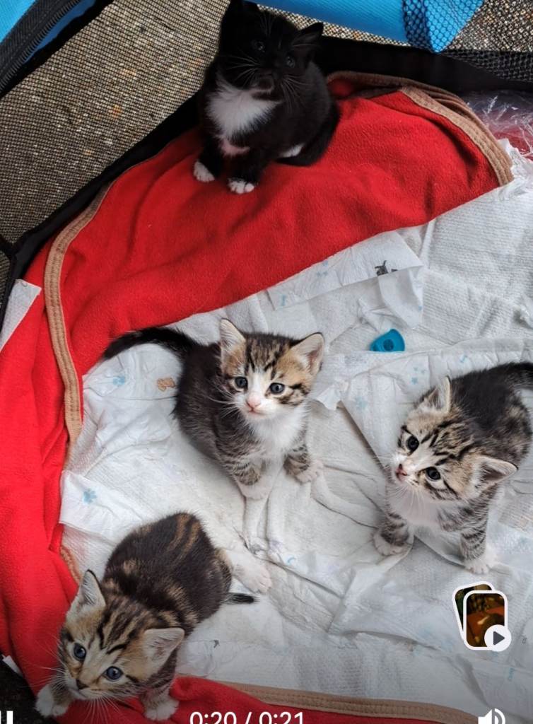 Kitten sale