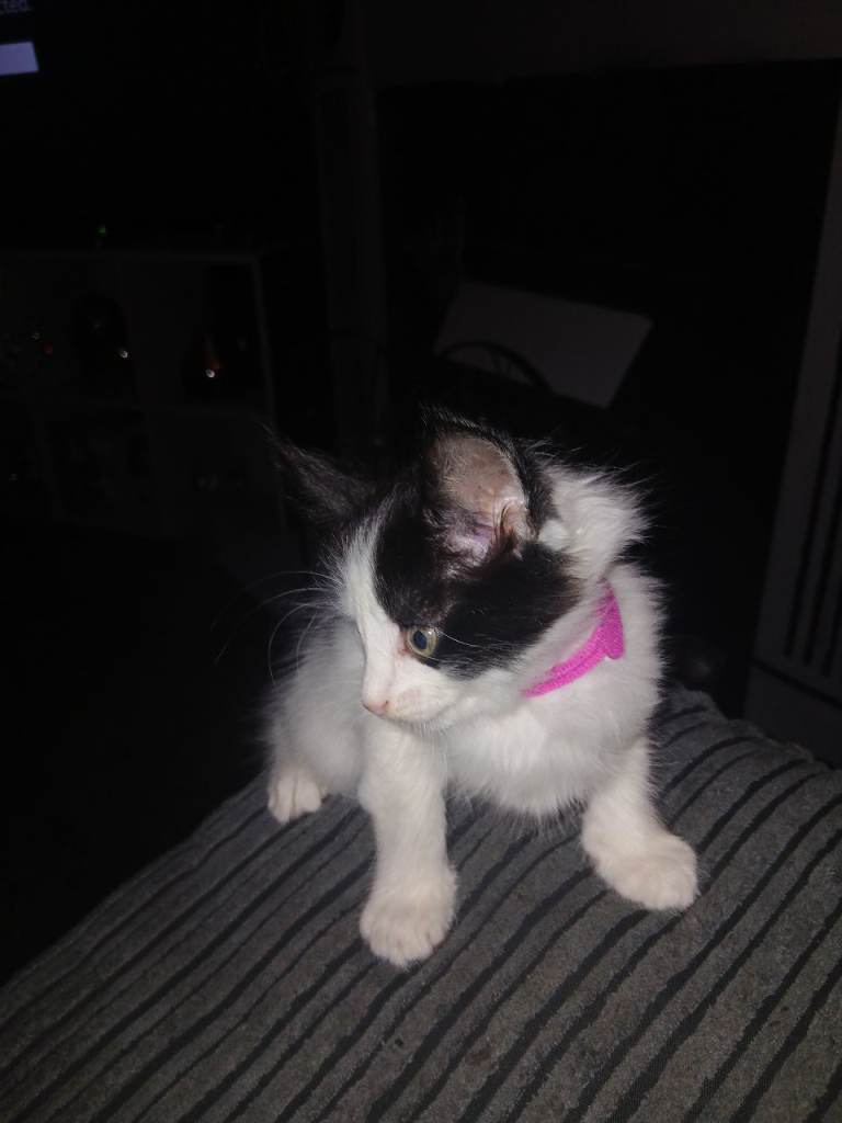 Black and white kitten