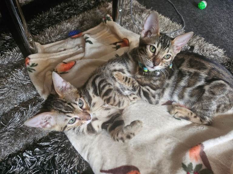 Active Tica Registered Bengal kittens 