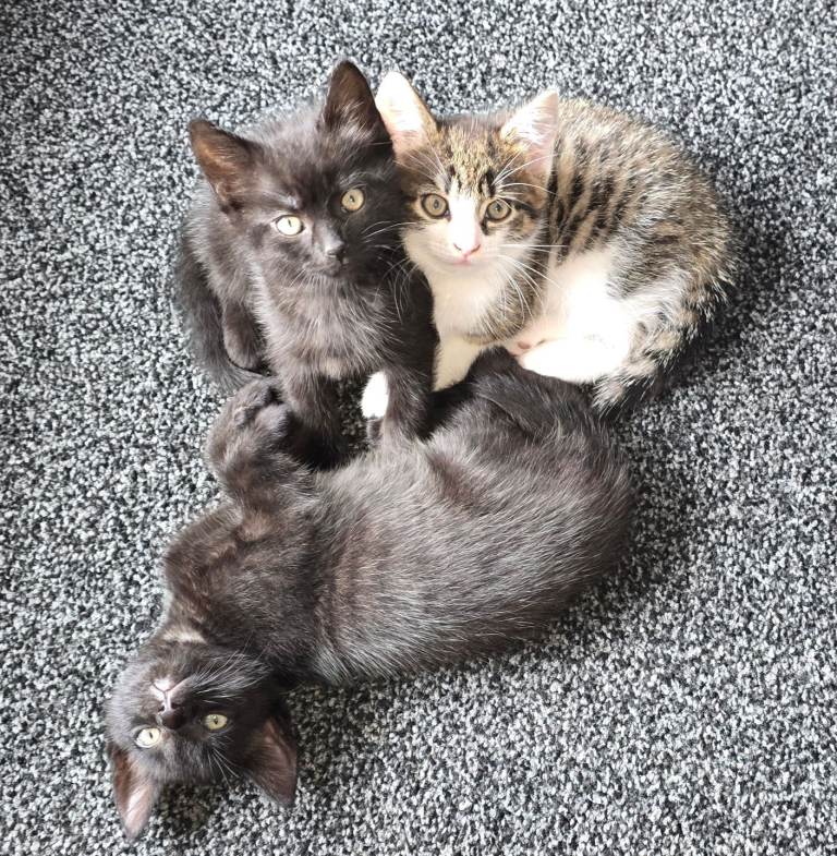 Kittens