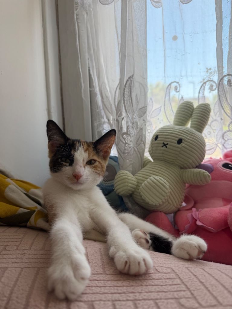 Friendly Calico kitten