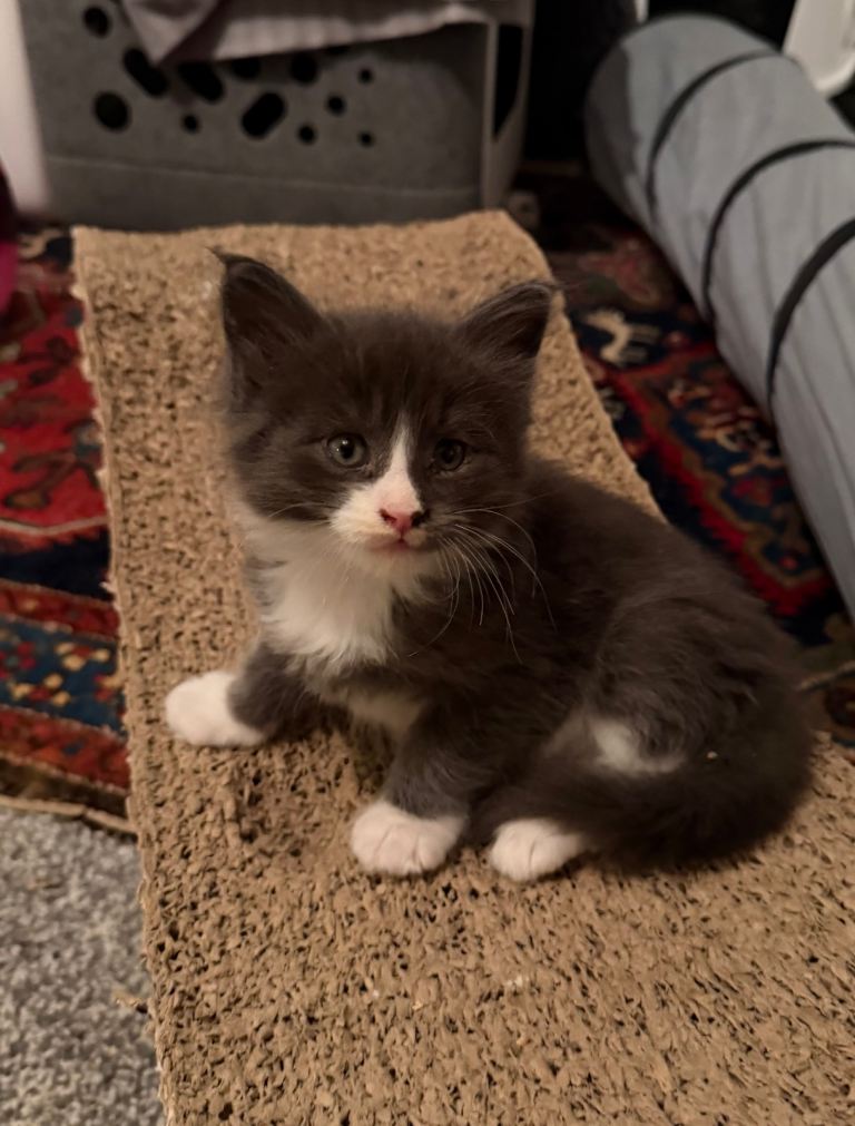 Unsexed greys with white mittens 