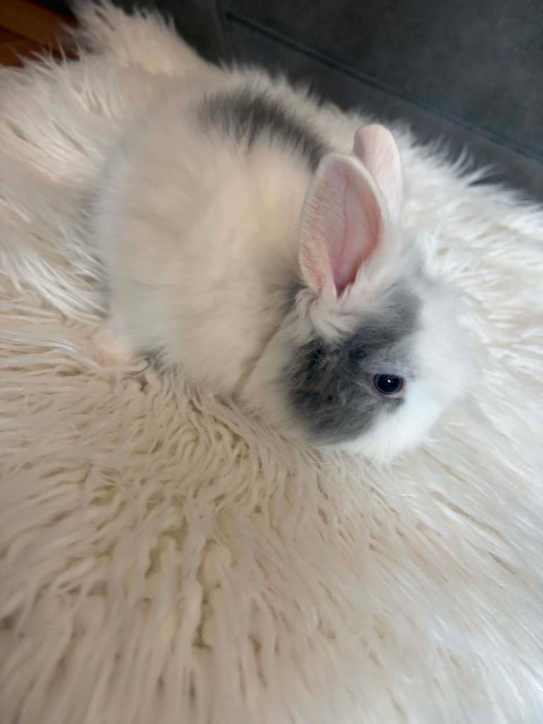 Lionhead  rabbits 