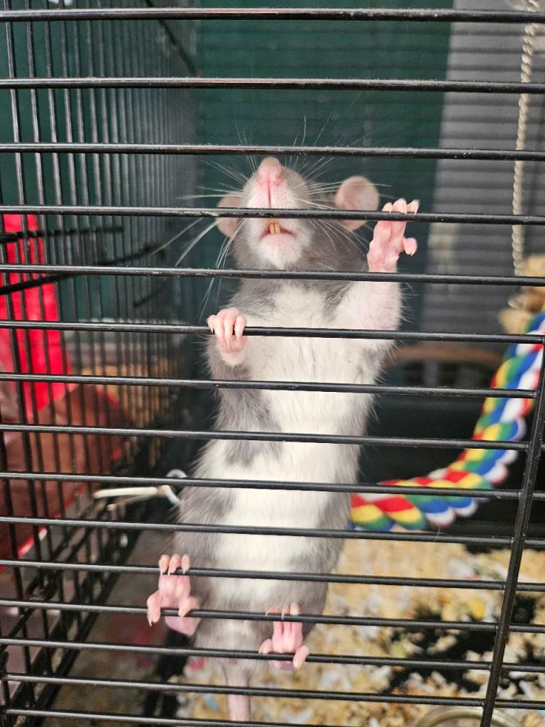 7 weeks old baby rats