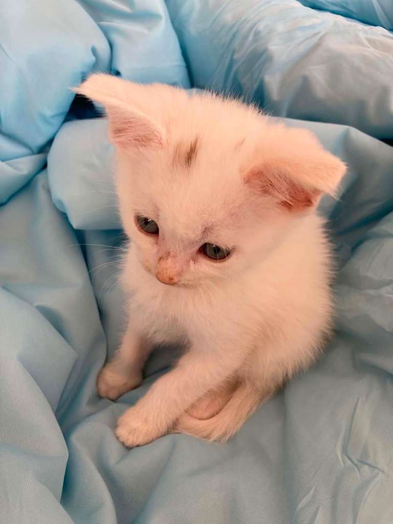 White kitten