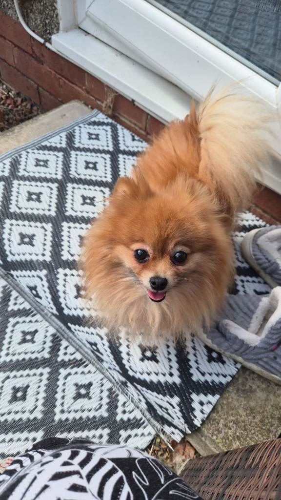 Dogs for sale 