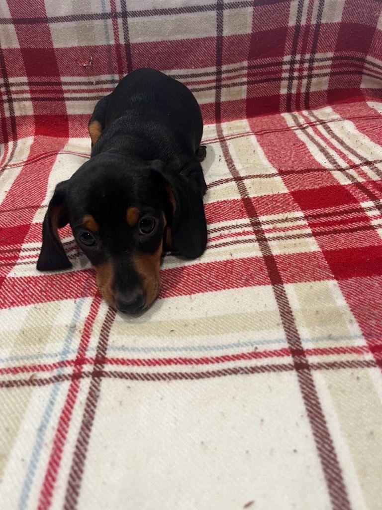 Miniature dachshunds for sale