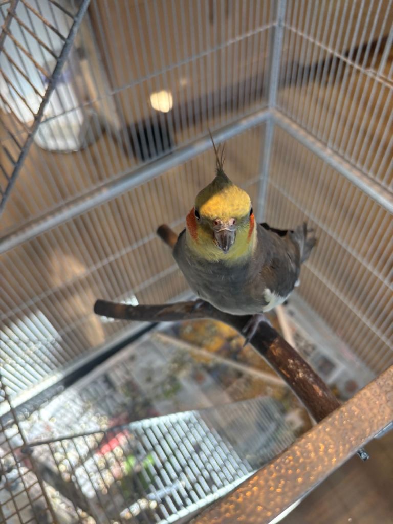 2 x male cockatiels for sale