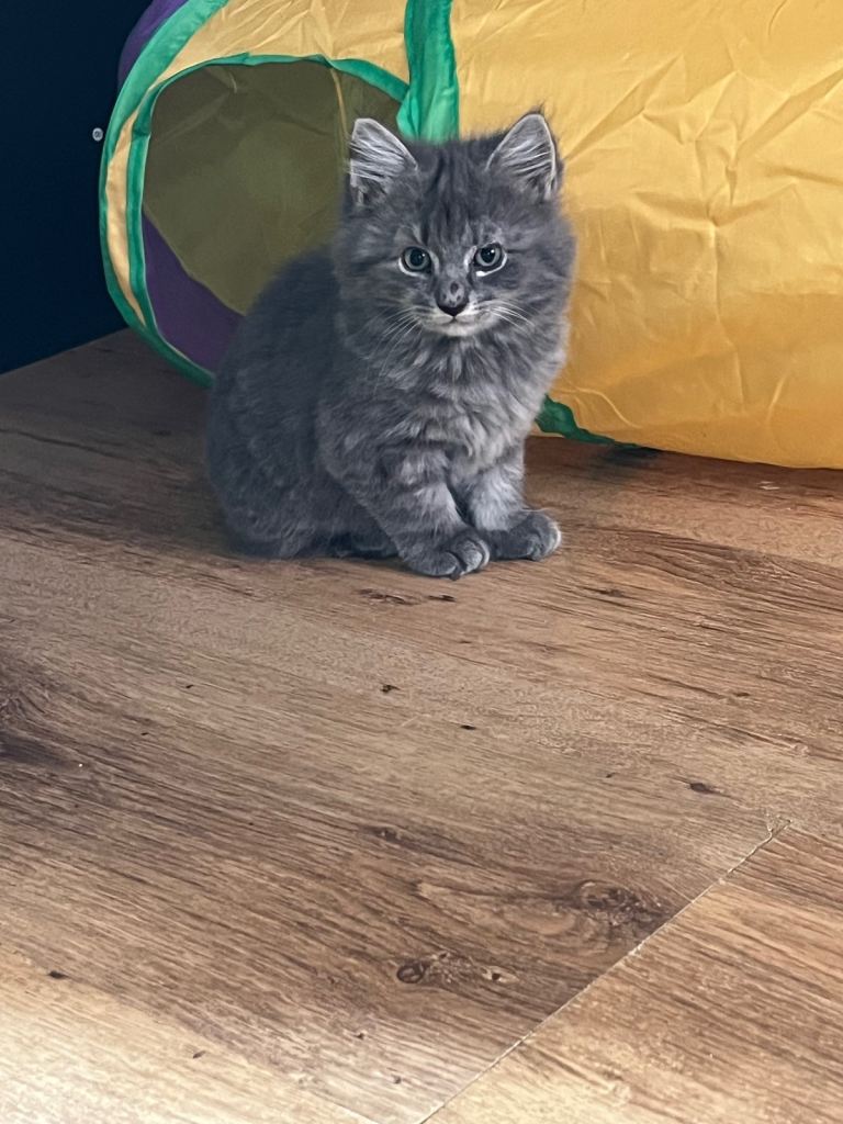 Healthy Microchipped-Norwegian Forest