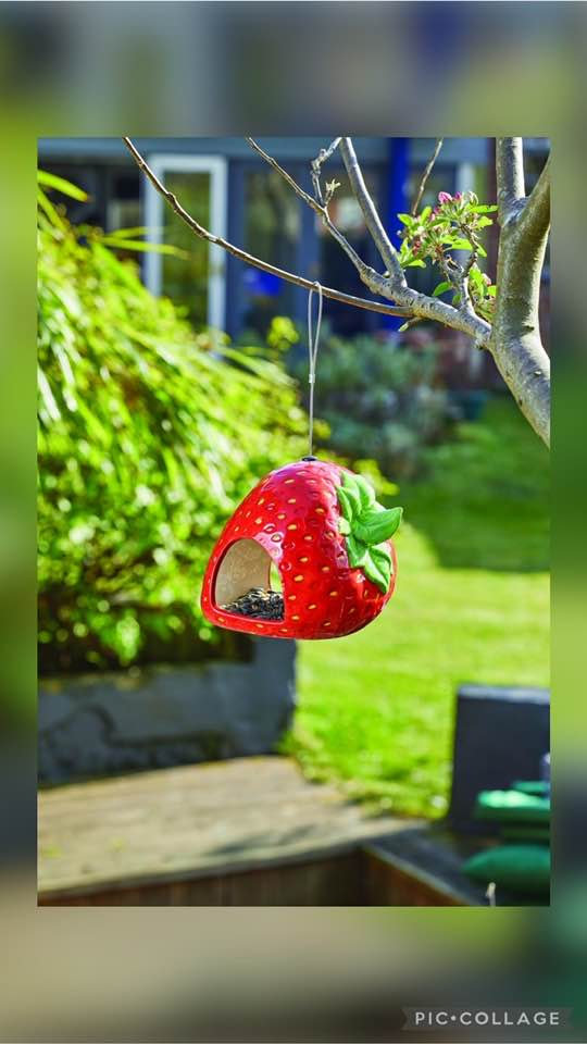 Strawberry Fly Through Feeder 🍓🐦