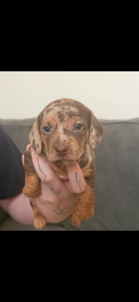 6 beautiful miniature dachshunds for sale