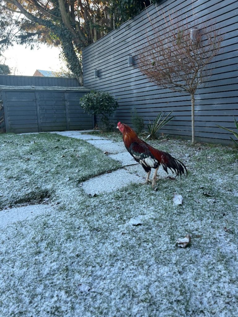 2,5year old strong aseel.