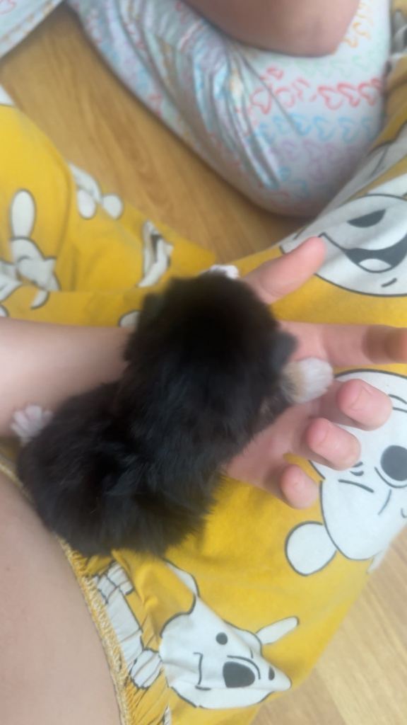 Beautiful kittens for sale