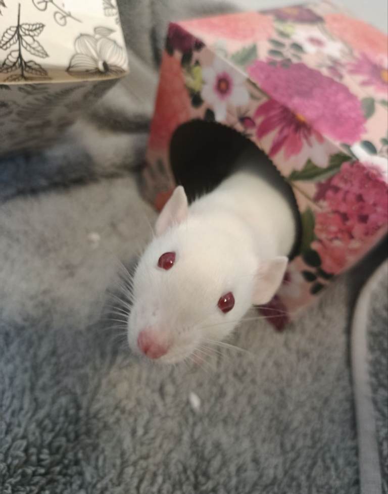 Female rats, pair, well bonded