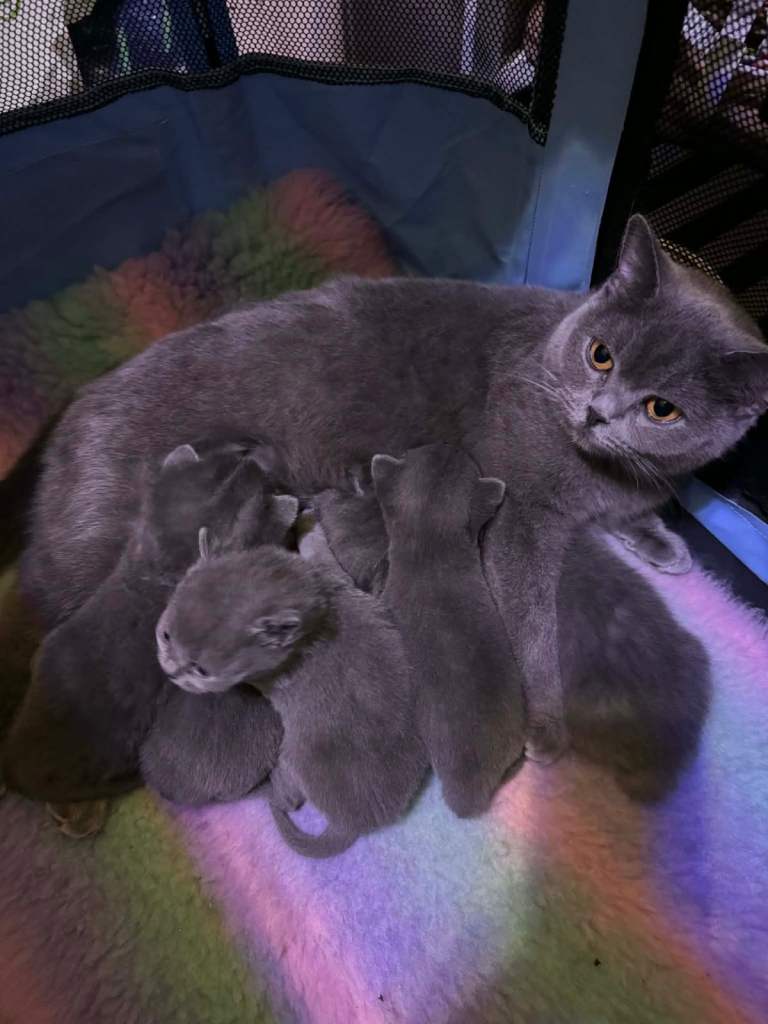 British Short Hair Kittens