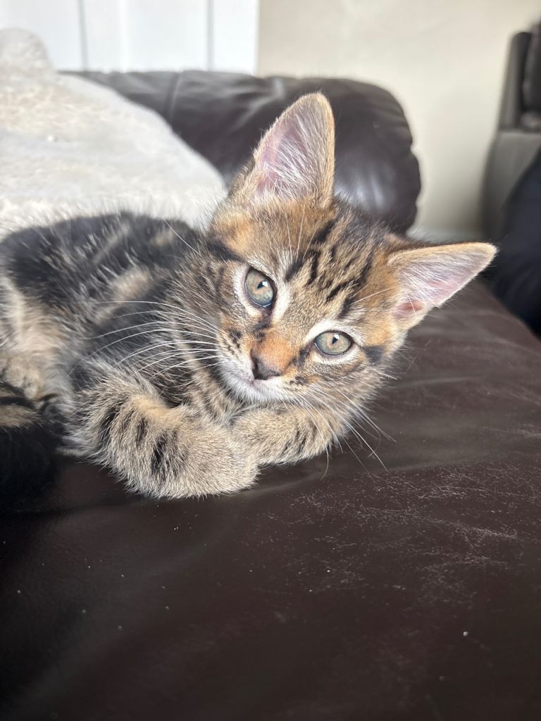 9 week kittens ready to go