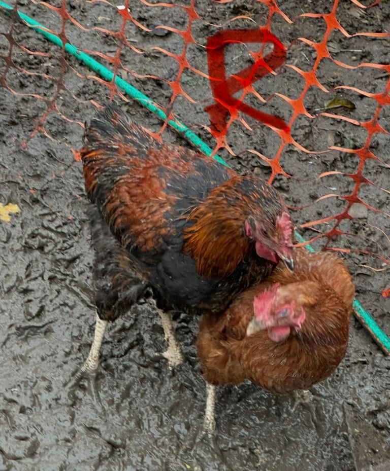Young less than 1 year old chickens