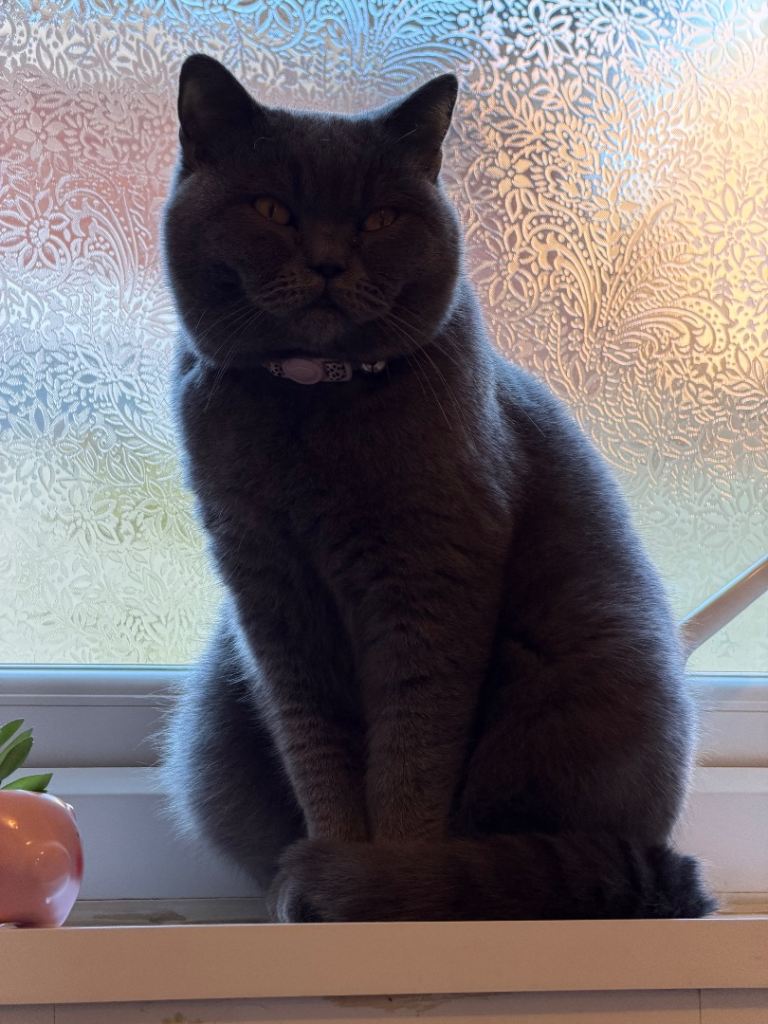 British short hair cat