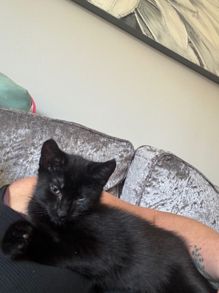 Kittens all sold 