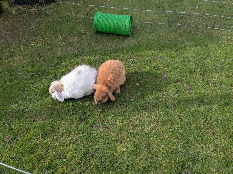 2 mini-lop rabbits