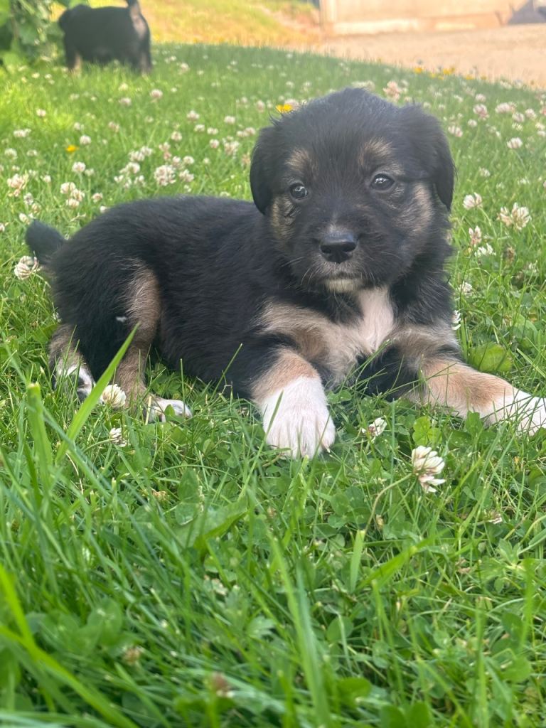Golden retriever/ collie mixed 