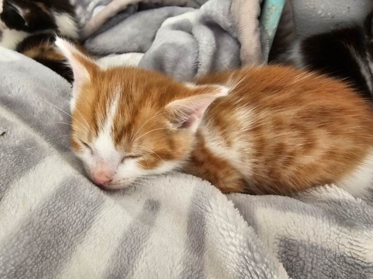 Mixed kittens