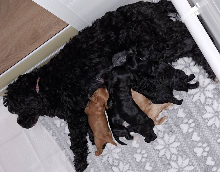 Outstanding miniature  cockapoo puppies 