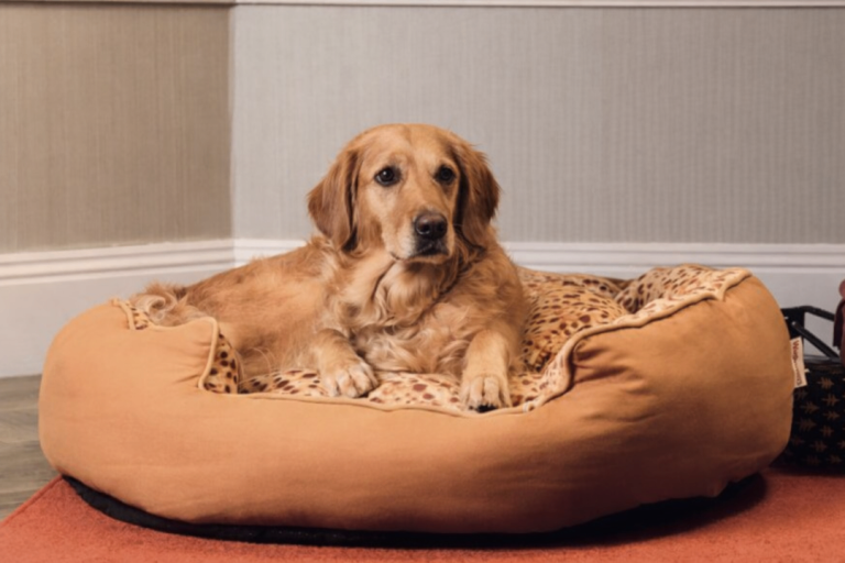 Brand New Warburtons Crumpet shaped dog bed approx 54cm across - still in vacuum pack