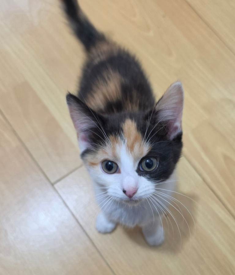 Playful Kitten