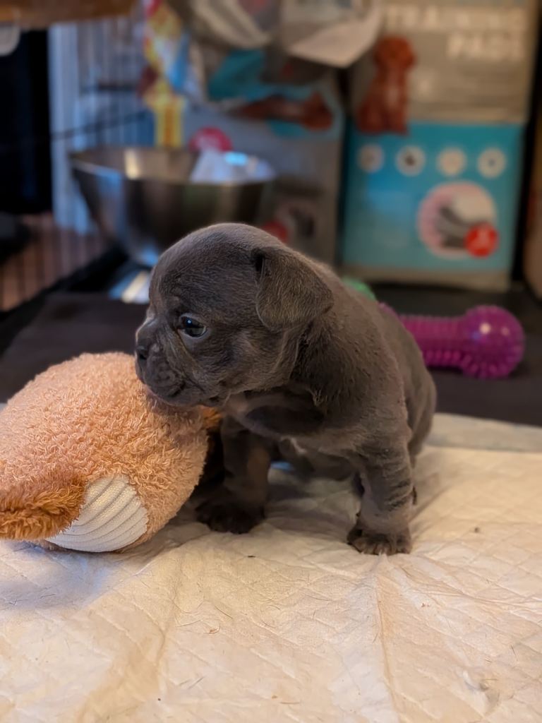 Female frenchie puppy full kc reg