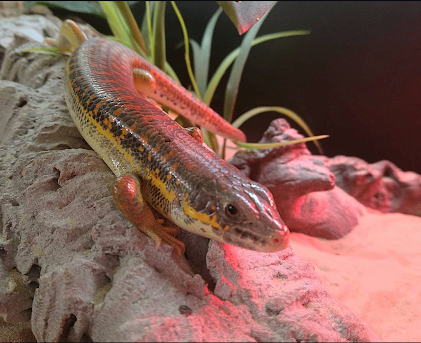 Berber Skink and full set up / Exo Terra Vivarium