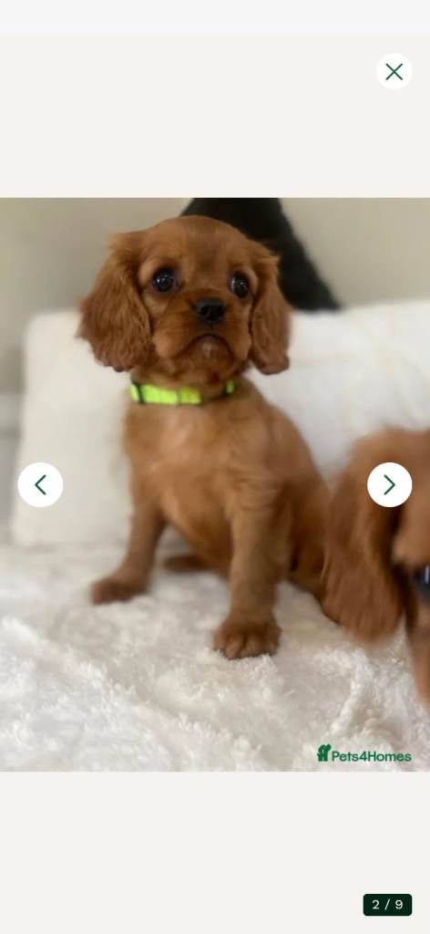 king charles cavalier pup 