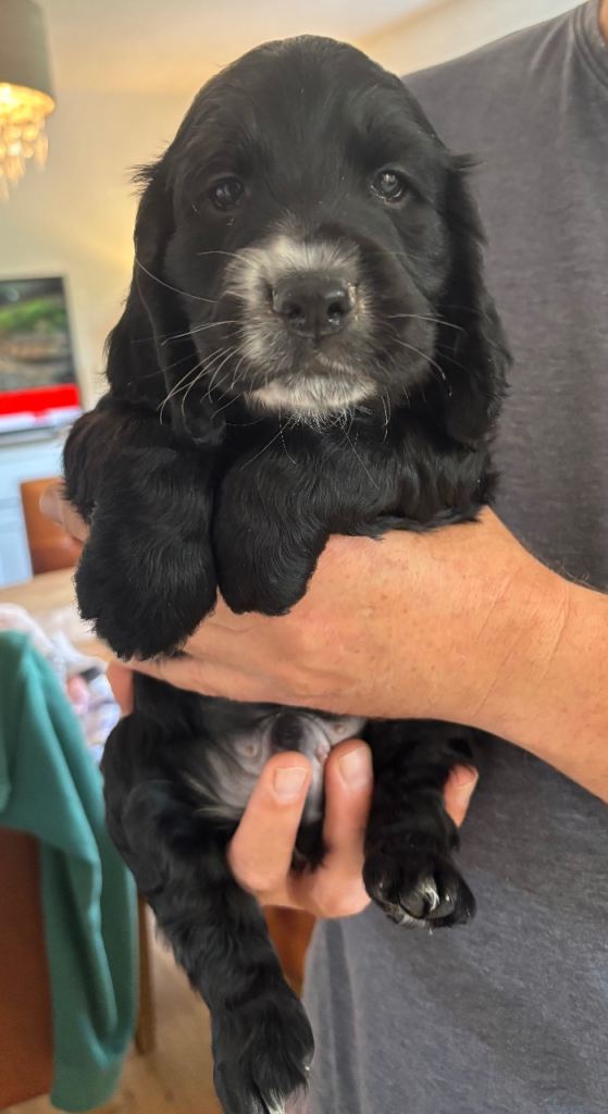 Kennel Club Registered Cocker Spaniel Boy Puppies 