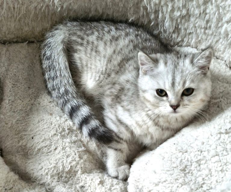 British shorthair kittens available for sale 