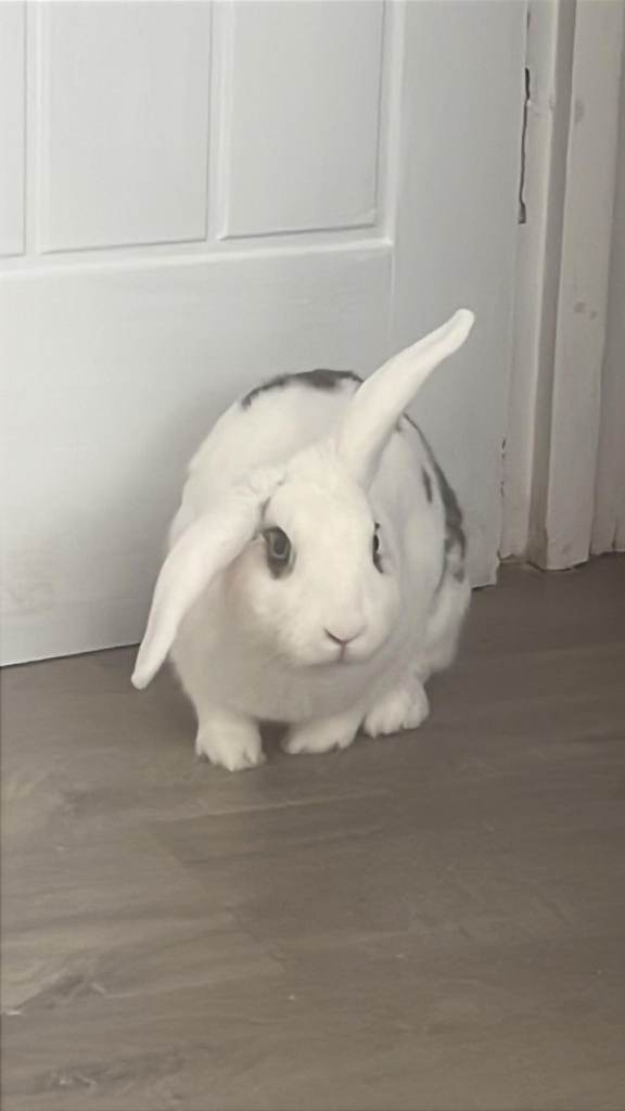 Male Lop Rabbit - Friendly for a good home