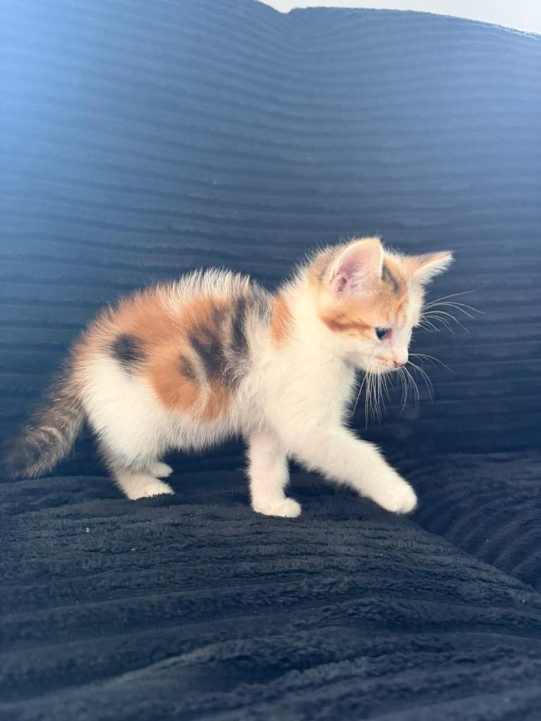 female kitten looking for forever home