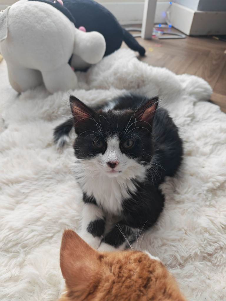 Girl kitten 12 weeks 