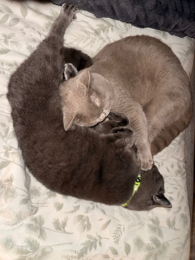 Pedigree British Shorthair brothers for sale