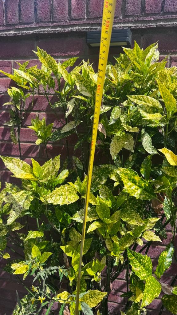 Evergreen shrub in Pot – Over 5 feet tall