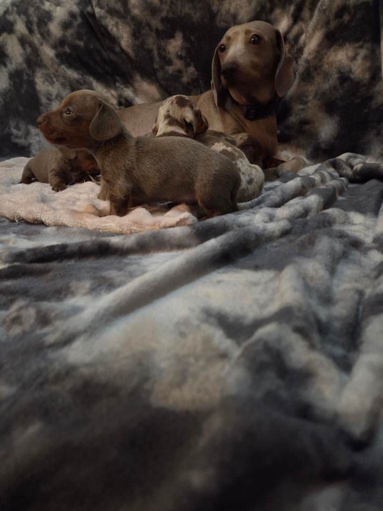 Miniature dachshund puppies KC Reg